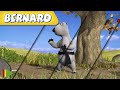 🐻‍❄️ BERNARD  | Collection 19 | Full Episodes | VIDEOS and CARTOONS FOR KIDS