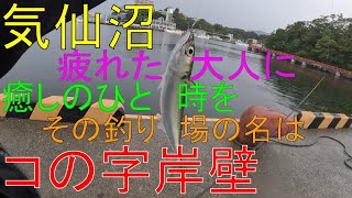 161【釣り】宮城県　釣り　気仙沼市　コの字岸壁　サバ　アジ　メバル　海タナゴ　ハゼ　2024年9月14日　夕　曇り時々雨