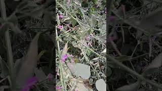 #इस फूल का जड आपको #gardening #short#videos