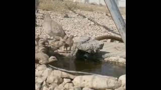 تیهو #روش جالب محیط بان بختگان #An interesting method of providing water to Bakhtegan birds #