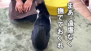 保護猫カフェに行ったら猫が健気過ぎて涙腺が崩壊しかけた…