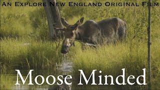 Moose Minded: Moose Safari, Moosehead Lake, ME