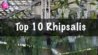 Top 10 Rhipsalis