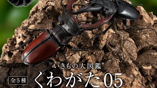 『くわがた05』いきもの大図鑑 コンプリート 開封動画 ガシャポン ガシャガシャ