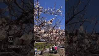 今が見頃❤️越生梅林梅まつり【埼玉県越生町】