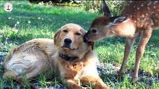 Deer Brings Her Babies To Meet Her Unlikely Best Friend  Every Spring!