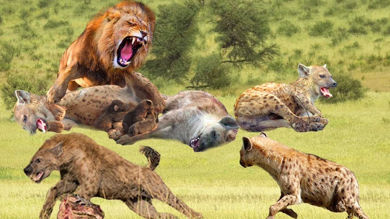 Lion Vs Hyena Real Fight! Wild Animal Fight! - YouTube