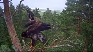 5h31m Merikotkas eaglet is eating a fish