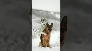 German Shepherd vs Husky🤣 Funniest Huskies | Best Videos #husky #doglovers #huskydog #shorts #dog