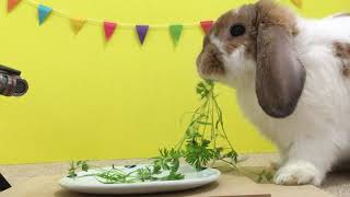 人参の葉っぱを食べるうさぎ ASMR Rabbit eating carrot leaf 咀嚼音 音フェチ