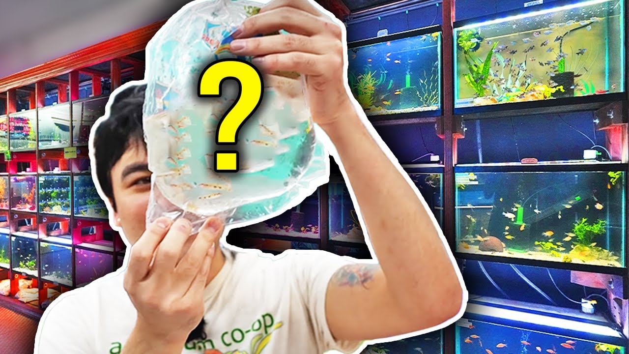 This Fish Leaves The Water To Breed Unboxing Rare Aquarium Fish Youtube