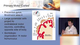 Neuroanatomy made ridiculously simple