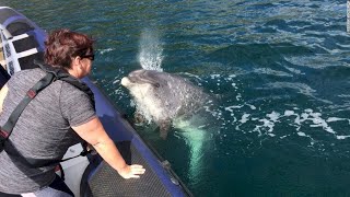 The search for Fungie: Irelands beloved bottlenose dolphin who has gone missing after 37 years