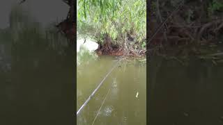 Bibani mici și mari la gume Relax #2023 #pescuit #romania #fishing #wildlife #nature #danubedelta