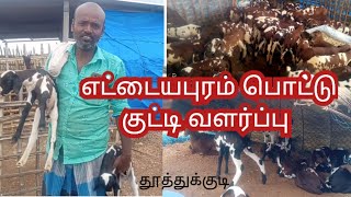 எட்டையபுரம் பொட்டு குட்டி வளர்ப்பு//Ettaiyapuram pottu kutty valarppu