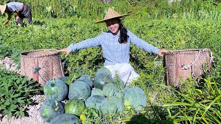 A bumper harvest of watermelons, make a frozen dessert of watermelon and magnolia for a cool summer