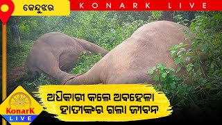 ବିଦ୍ୟୁତ ଆଘାତରେ ଦୁଇଟି ମାଈ ହାତୀଙ୍କ ମୃତ୍ୟୁ, କେନ୍ଦୁଝର || KENDUJHAR NEWS