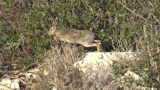 Εκπαιδευτικό Λαγού 18-01-2025 Hare Hunting \