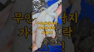 10/14일 인기대박! 무안세발낙지 가격대폭락! 엄청 싱싱하고 부드럽습니다