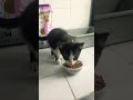 Kucing lucu makan banyak biar cepat gede #cat #funnycats #cute #pets #funny #funnyshorts #catlovers