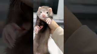 安格鲁宠物貂——围脖色#宠物#萌宠#宠物貂 #animals#cute