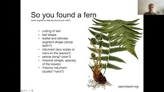 Ferns Module 2: Talking fern: vegetative