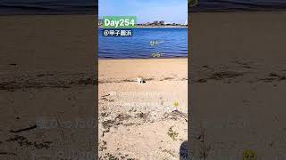 🍀よつば日記🐈(18.8歳♀) 慢性腎不全ステージ4猫の闘病記録\u0026日記