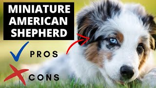 Miniature American Shepherd Pros And Cons | Should You REALLY Get A MINIATURE AMERICAN SHEPHERD?