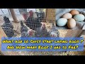 Cracking the Egg Code: Wyandotte Chicken Egg-Laying Guide 🥚🐔