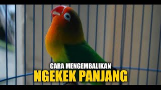 TIPS Agar Burung Ngekek Durasi Panjang