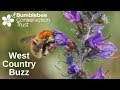 West Country Buzz - An Introduction