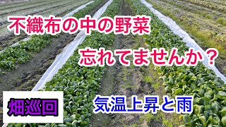 『畑巡回』不織布は必須でした。久しぶりの雨のはずです。2023年2月7日