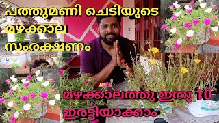 മഴക്കാലത്തു പത്തുമണി ചെടി 10 ഇരട്ടിയാക്കാം/ how to care moserose in rain season