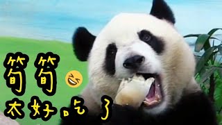 圓寶張大嘴巴吃筍子，津津有味模樣超可愛|熊貓貓熊The Giant Panda Yuan Yuan and Yuan Bao|台北市立動物園