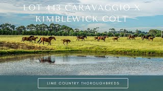 Lot 443 Caravaggio x Kimblewick Colt from Lime Country