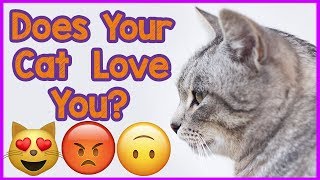 Does Your Cat Love You? How to Tell if Your Cat Really Loves You - Signs and Behaviours! 🐈😻