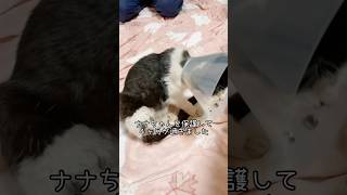 気付けば４ヶ月が過ぎてました。 #3本足の猫 #保護猫 #ハチワレ #rescuedcat