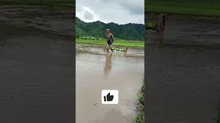 Paddy Drum Seeder | Drum Seeder #shorts #ytshorts #shortsvideo #farming #shortsfeed