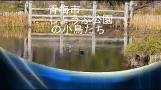 青梅市吹上しょうぶ公園の小鳥たち