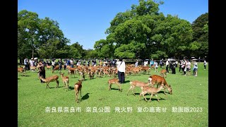 奈良県奈良市　奈良公園　飛火野　夏の鹿寄せ　2023  Nara Park Shika-yose(deer gathering)