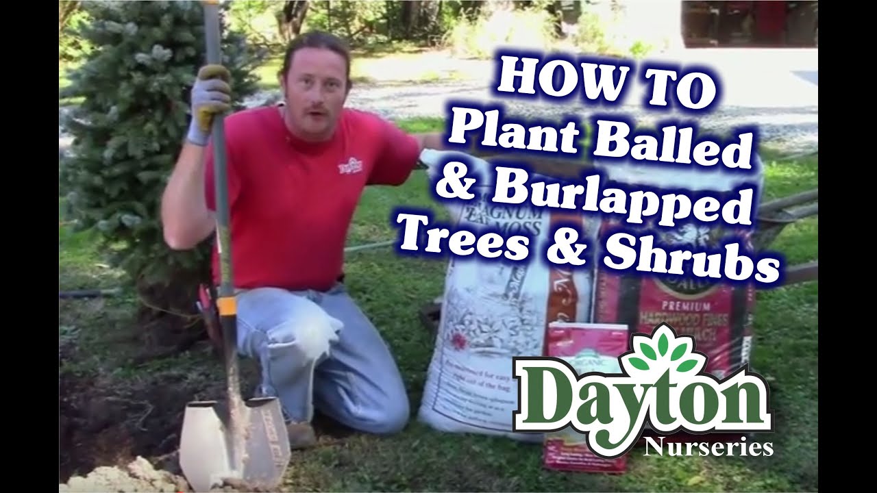 How To Plant A Balled And Burlapped Tree Or Shrub - YouTube