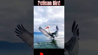 Largest Beak Bird ll అతిపెద్ద ముక్కు పక్షి ll TOT FACTS