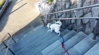 大地　階段降りるよ