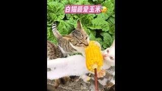 #萌宠出道计划 #猫咪的迷惑行为 #萌宠日常记录 #动物的迷惑行为 #我的乡村生活