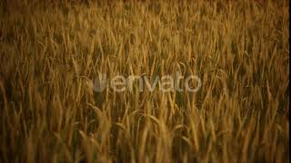 Ripe Yellow Rye Field Under Beautiful Summer Sunset Sky with Clouds | Motion Graphics - Videohiv...