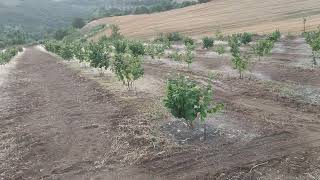 Φουντουκιές πότισμα 1.2 έτος hazelnut Shrubs Corylus avellana second year.Ιταλικές ποικιλίες Italian