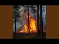 The Forest Fire