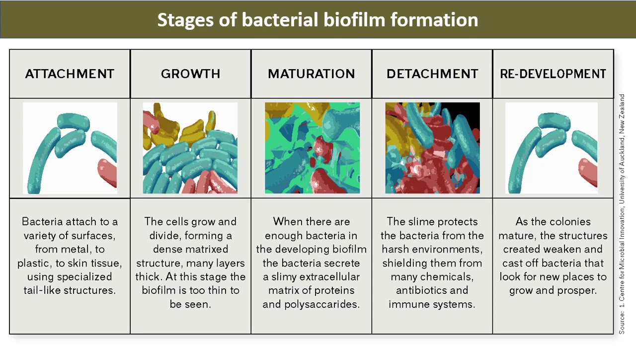 Biofilms And Microbial Pathogenesis F1 - YouTube