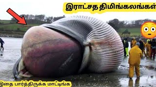 நிஜ வாழ்க்கையில் இருக்கும் ராட்சத திமிங்கலங்கள் | 11 Whales You Won’t Believe Exist |StoryBytesTamil