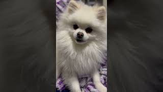 ポメラニアンを盗撮したらホワイトアウトしました　#shorts #dog #pomeranian